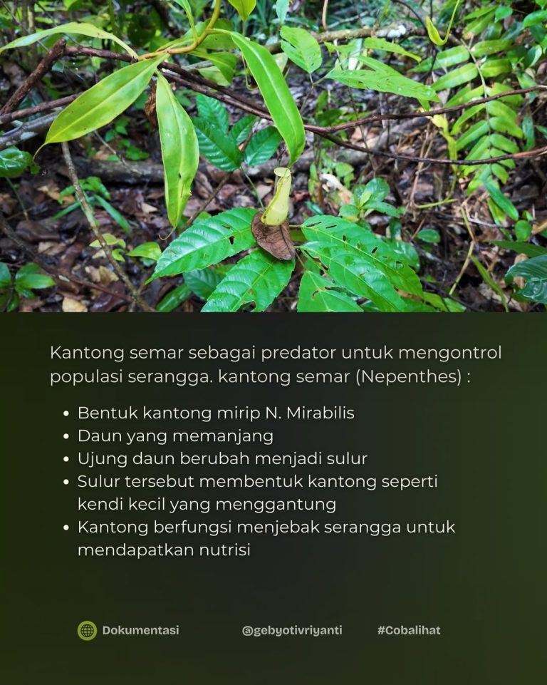 SaveClip.App_631071308_18559770616007905_1605950763142050874_n