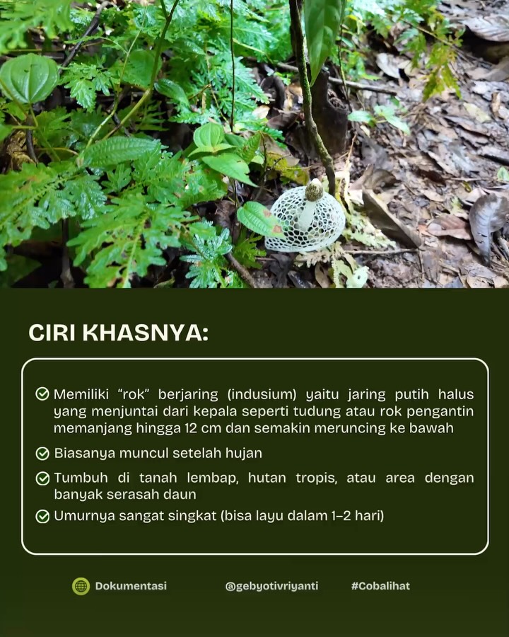 SaveClip.App_632580566_18559770655007905_1566367651733601324_n