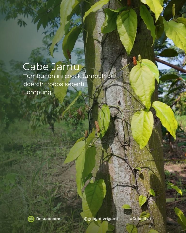 SaveClip.App_636825452_18559770631007905_1262467236853842494_n