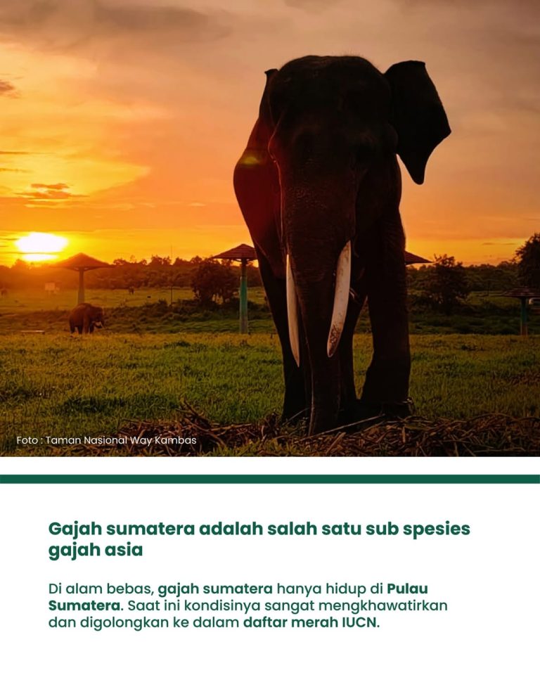 SaveClip.App_656673546_17880885240520983_2000420819339667895_n