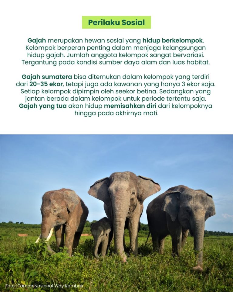 SaveClip.App_657339473_17880885267520983_4403115520768865067_n