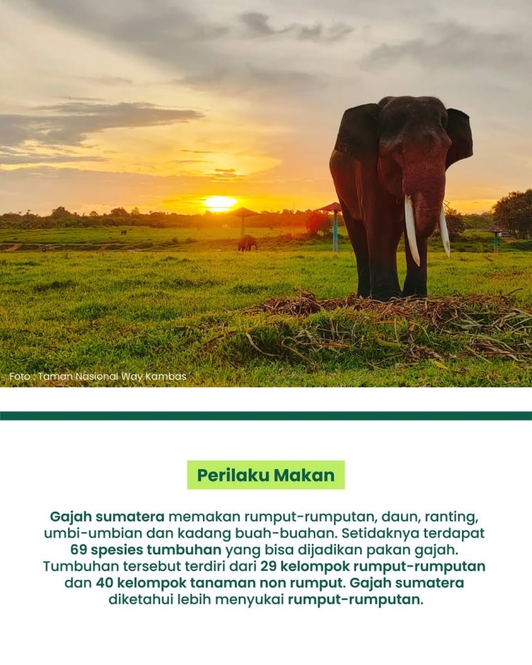 SaveClip.App_657368098_17880885258520983_8748992621113007493_n